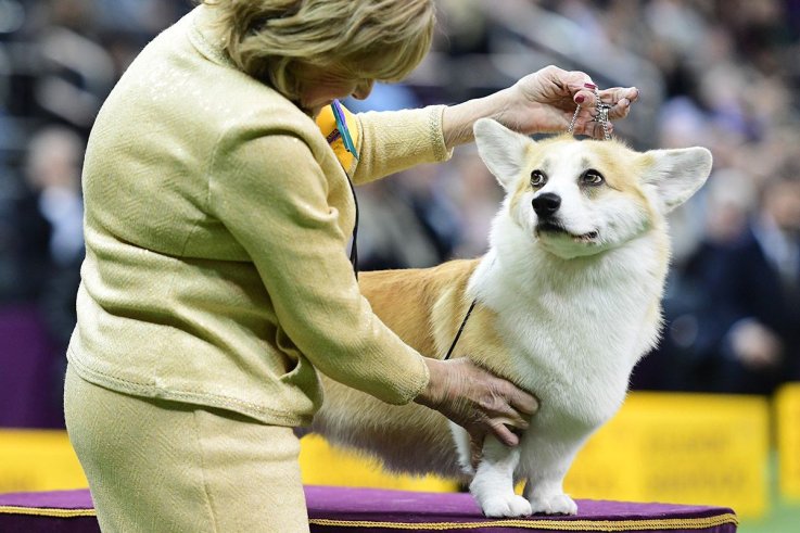 19威斯敏斯特犬舍俱乐部狗展 19 Westminster Kennel Club dog show