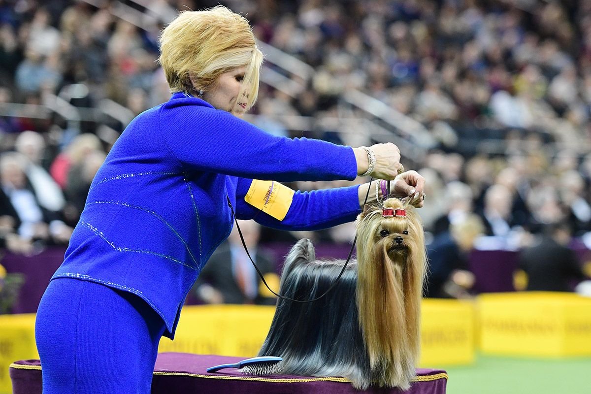 20 Westminster Kennel Club dog show