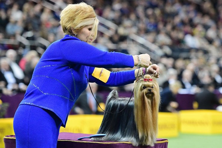 20威斯敏斯特犬舍俱乐部狗展 20 Westminster Kennel Club dog show