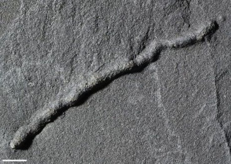 earliest mobile organisms earliest mobile organisms