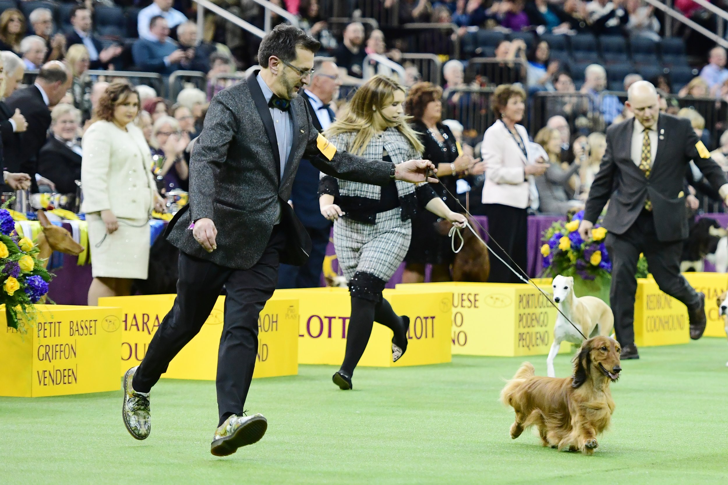 Best in Show Westminster 2019 Live Stream How to Watch Online, Time