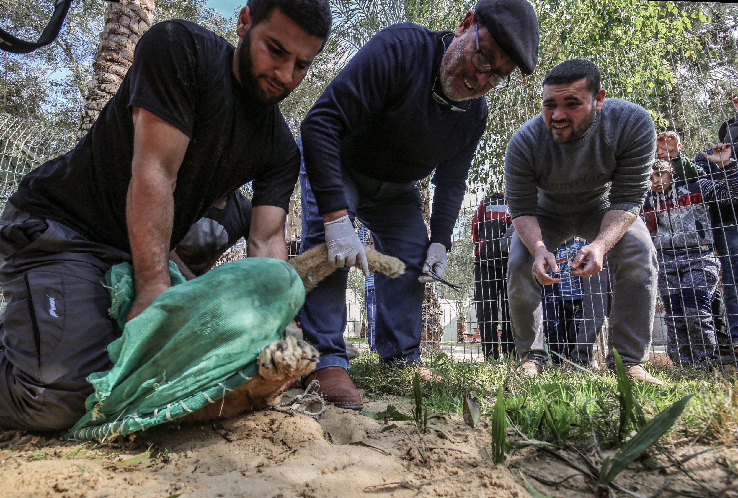 rafah zoo in gaza cut lion's claws so she could play with child visitors