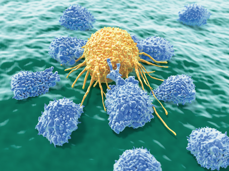 NK cells immune system gut bacteria