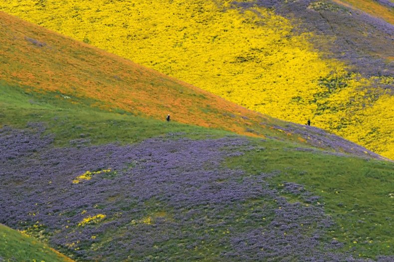 super bloom california