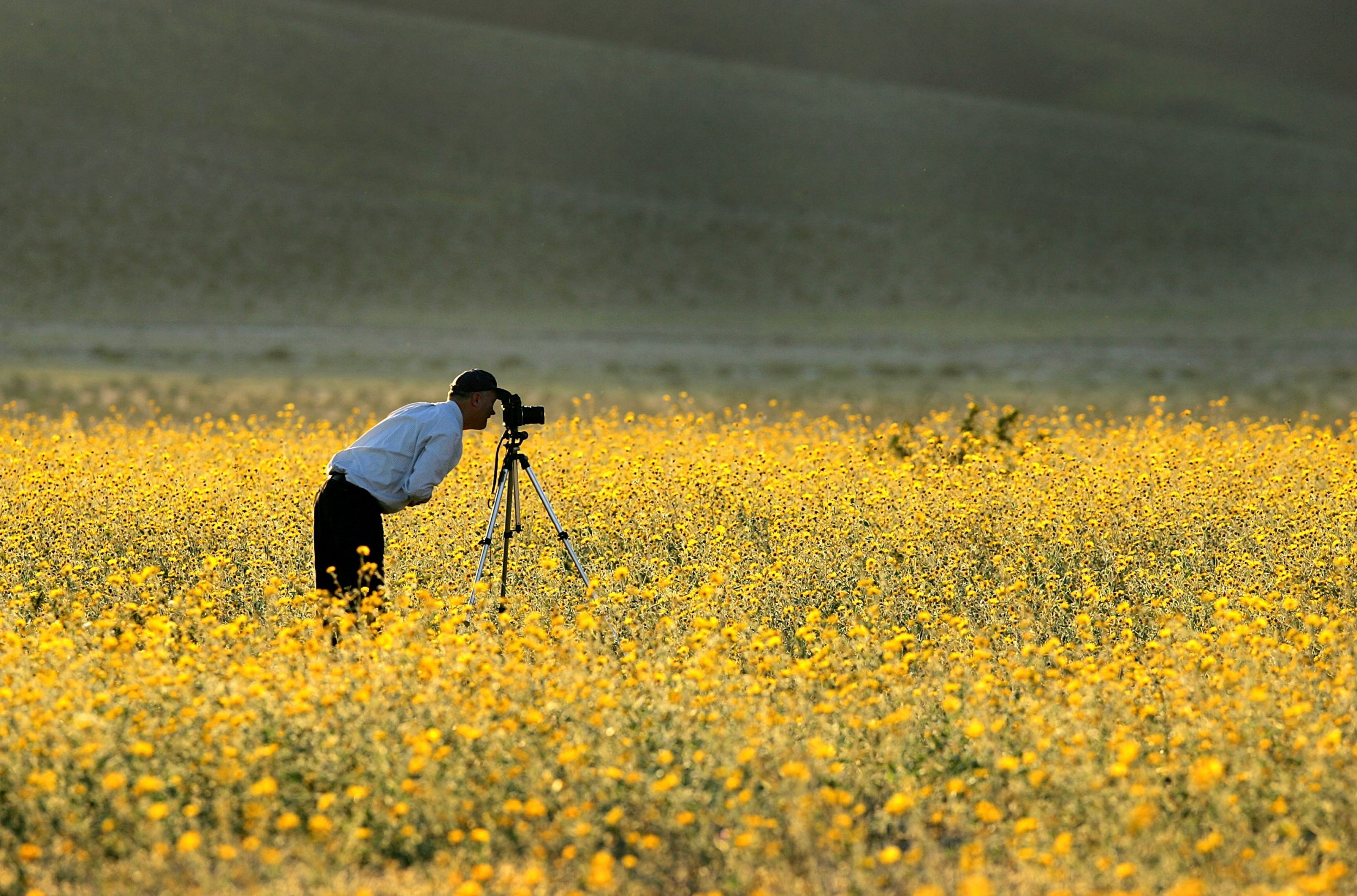 wild flower death valley california getty 