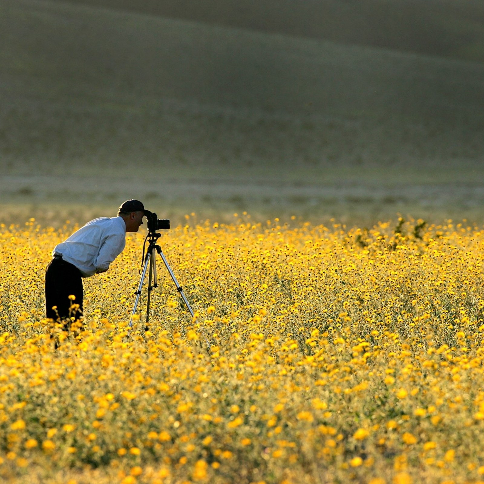 Super Bloom 2019 Where And When To See The Showstopping