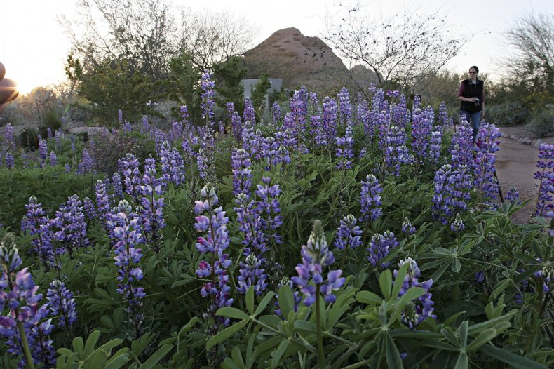 arizona wild flowers getty