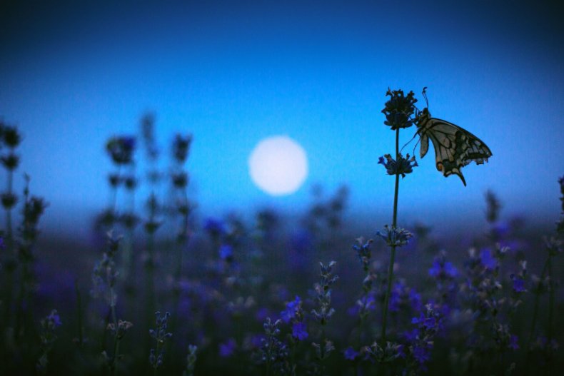 insect lavender butterfly