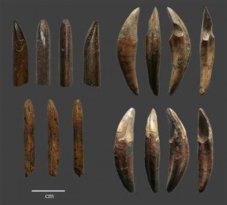 monkey bone tools