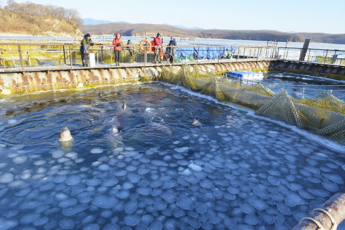 russia whale jail