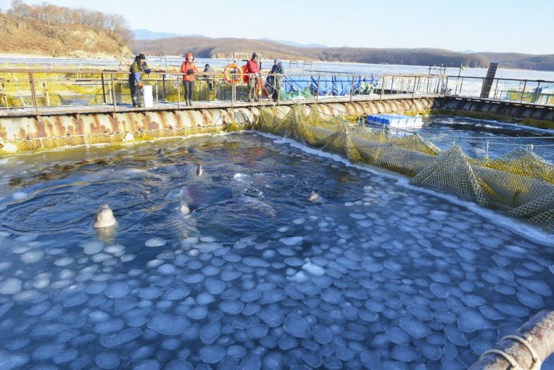 russia whale jail