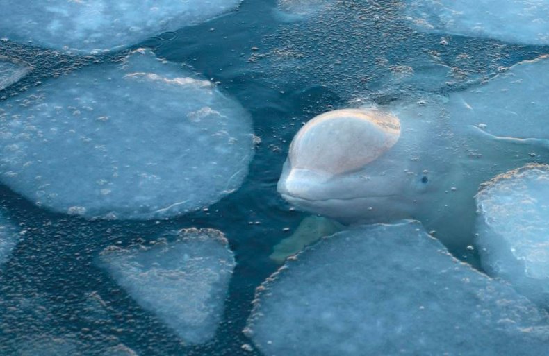 russia beluga whale prison