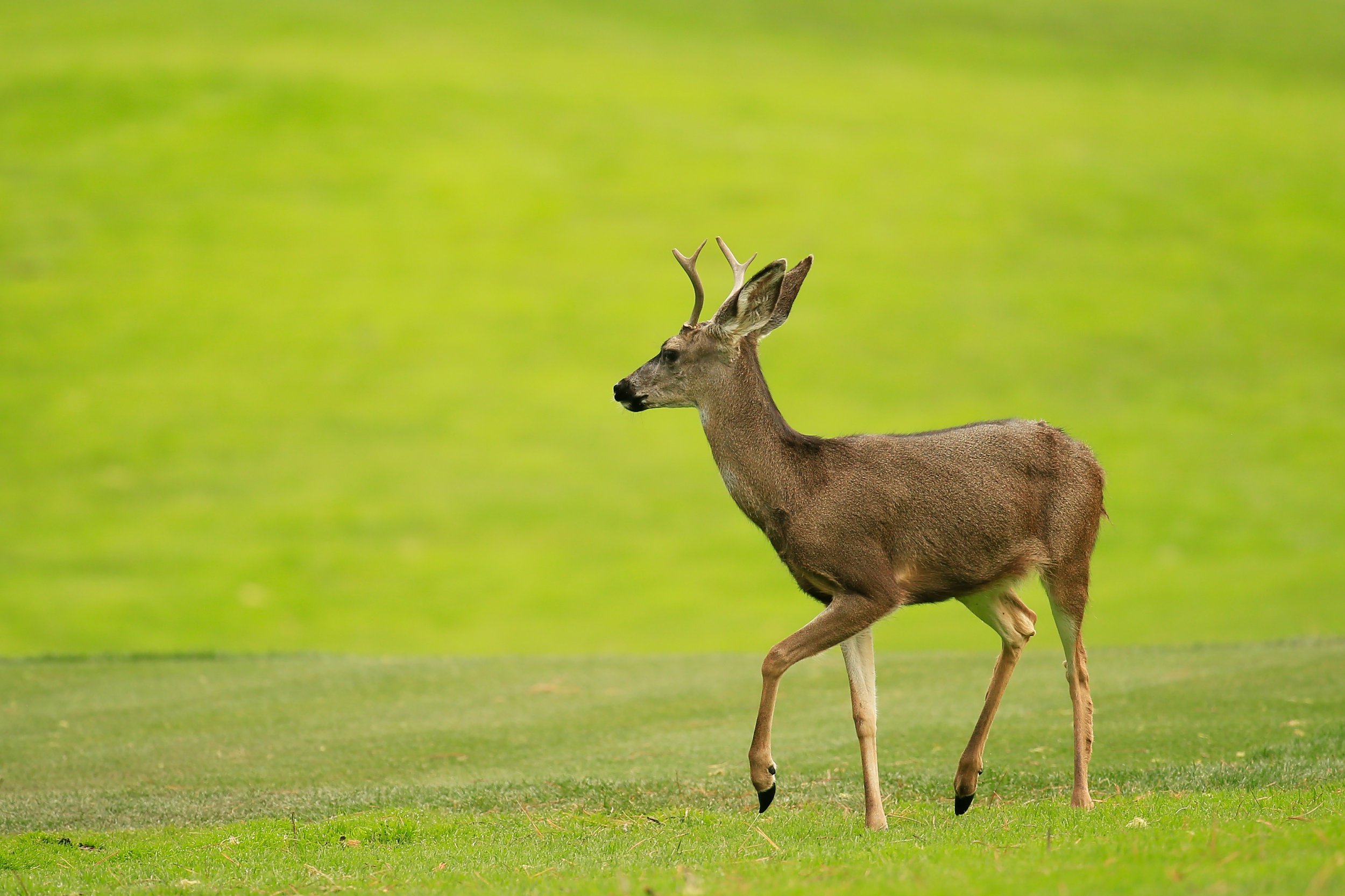 Is The 'Zombie Deer' Disease True and Can it Spread to ...