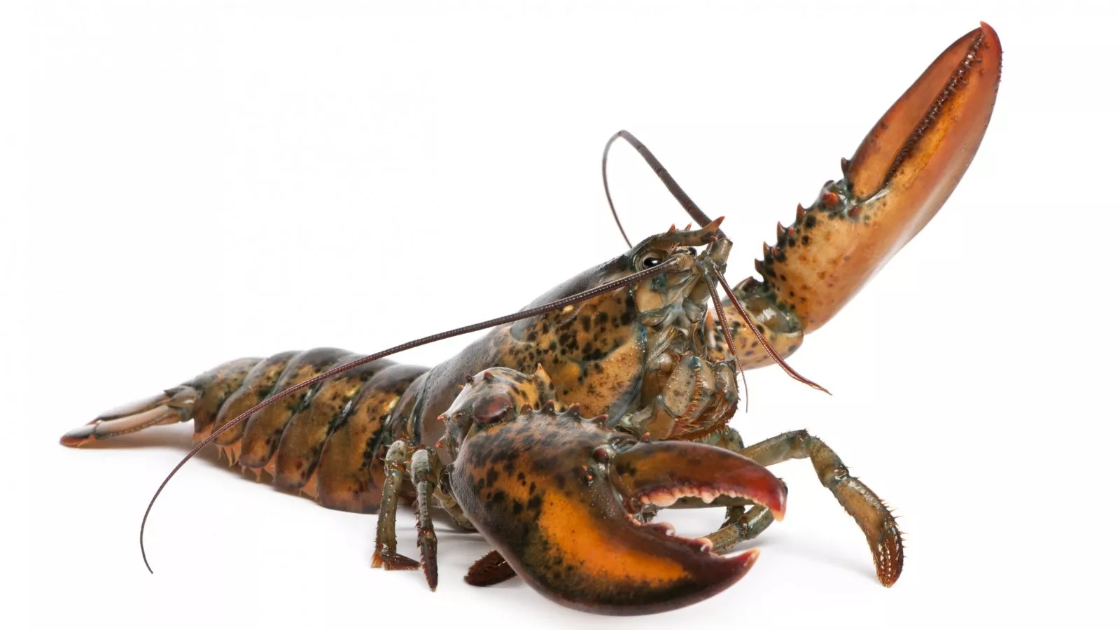 MIT: Amazingly Strong Lobster Bellies Could be Used to Build Armor