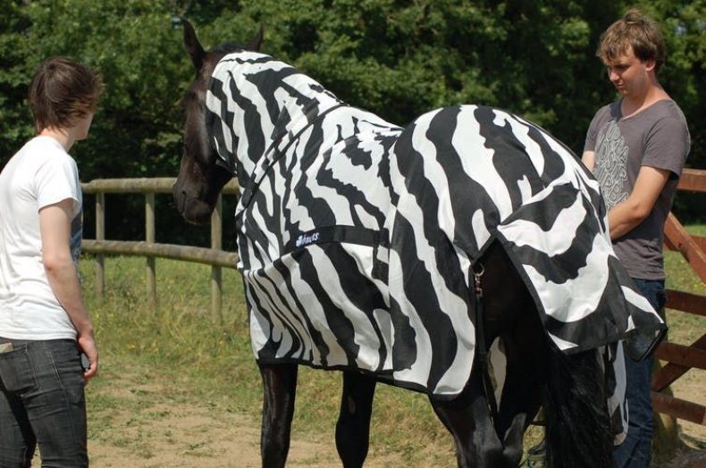 Zebra stripes flies