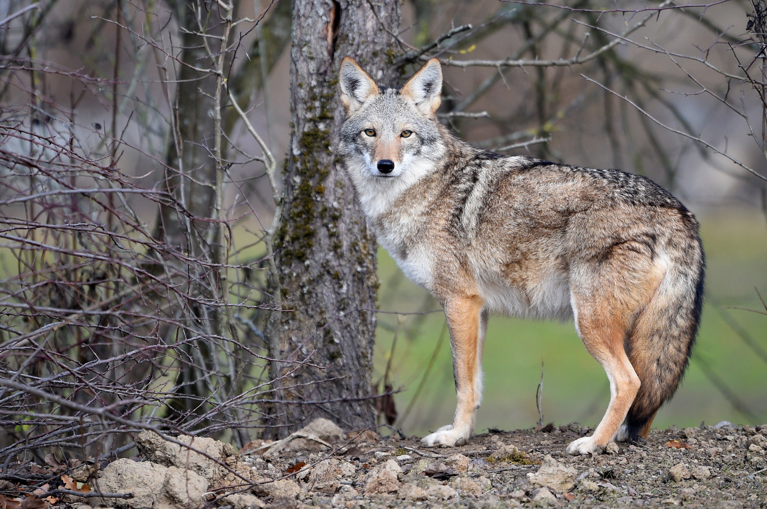 What Does The Coyote Symbolize In Indigenous Culture