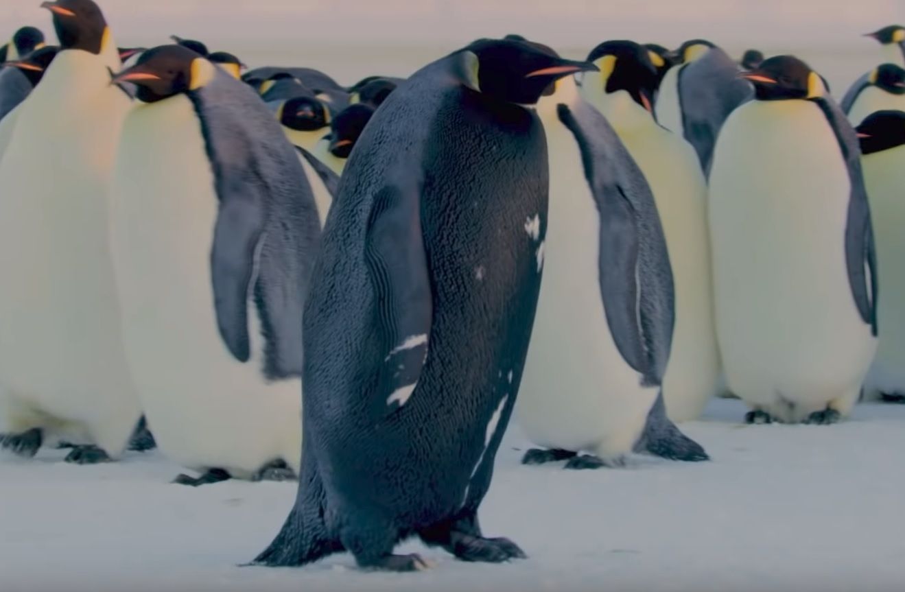 rare black penguin bbc dynasties