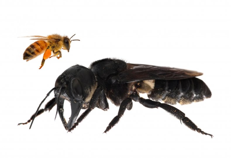 biggest bee