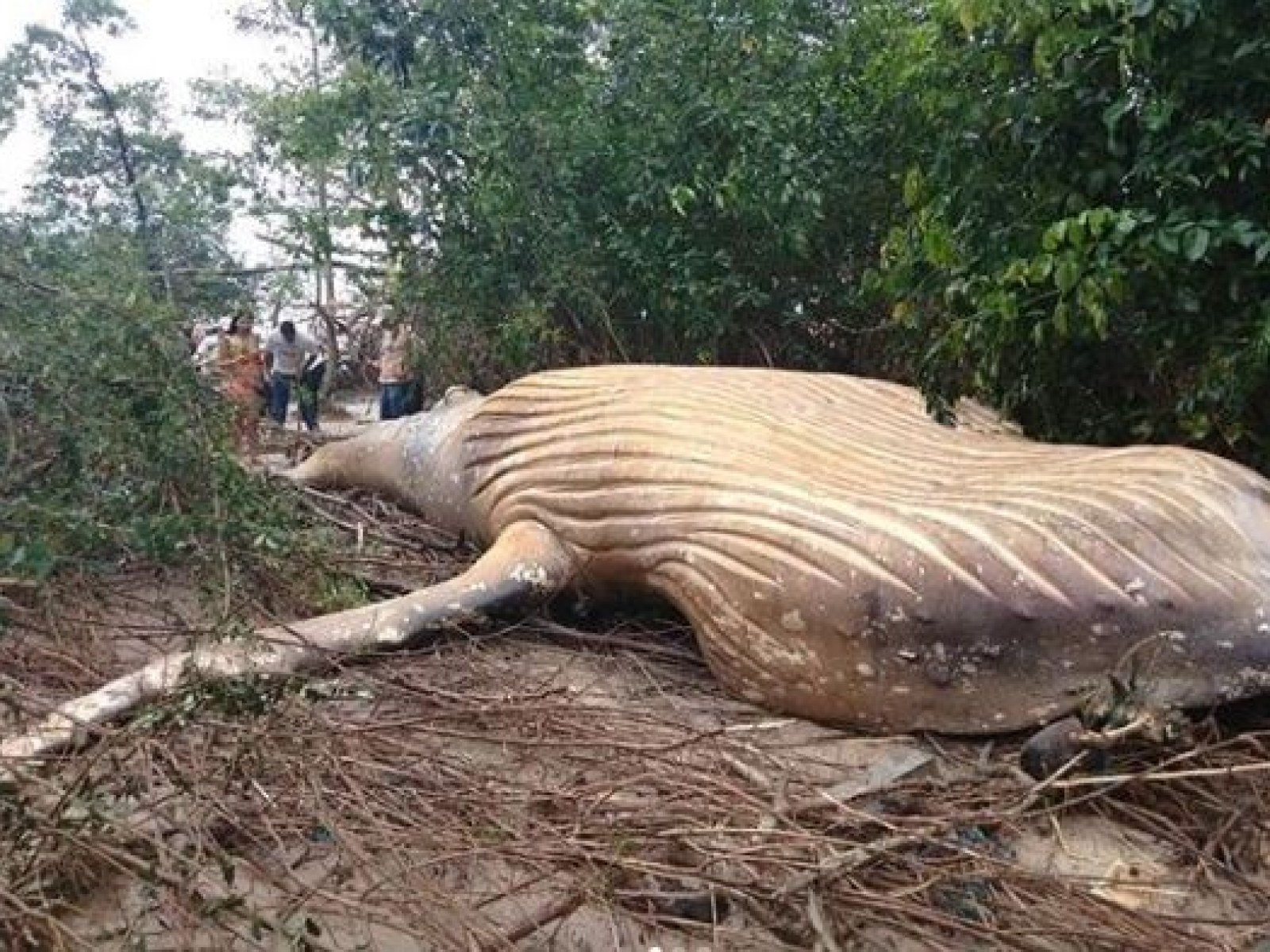 Humpback Whale Discovered In Amazon Jungle In Wildlife Mystery That Has Scientists Baffled Humpback Whale Discovered In Amazon Jungle In Wildlife Mystery That Has Scientists Baffled
