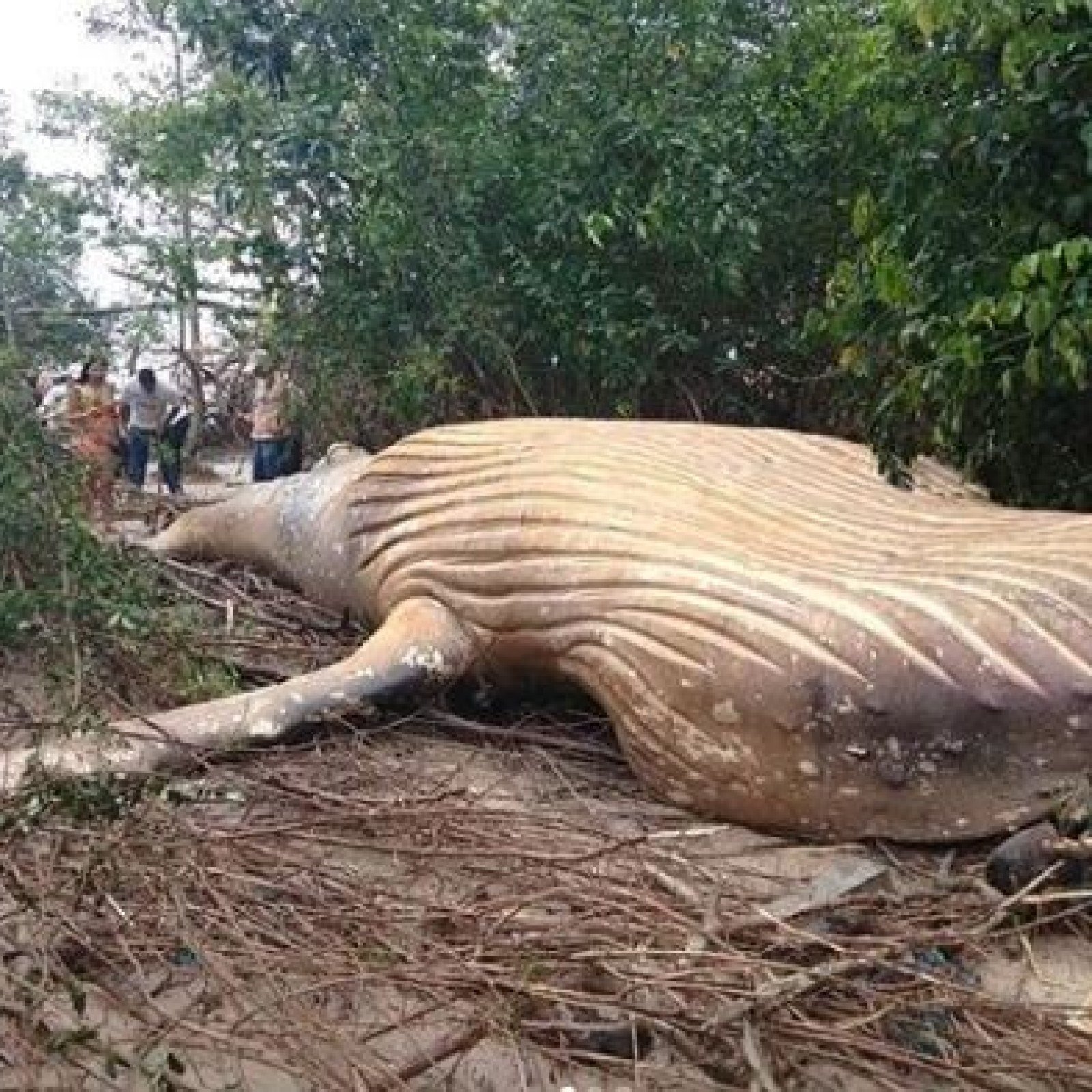 Humpback Whale Discovered In Amazon Jungle In Wildlife Mystery That Has Scientists Baffled