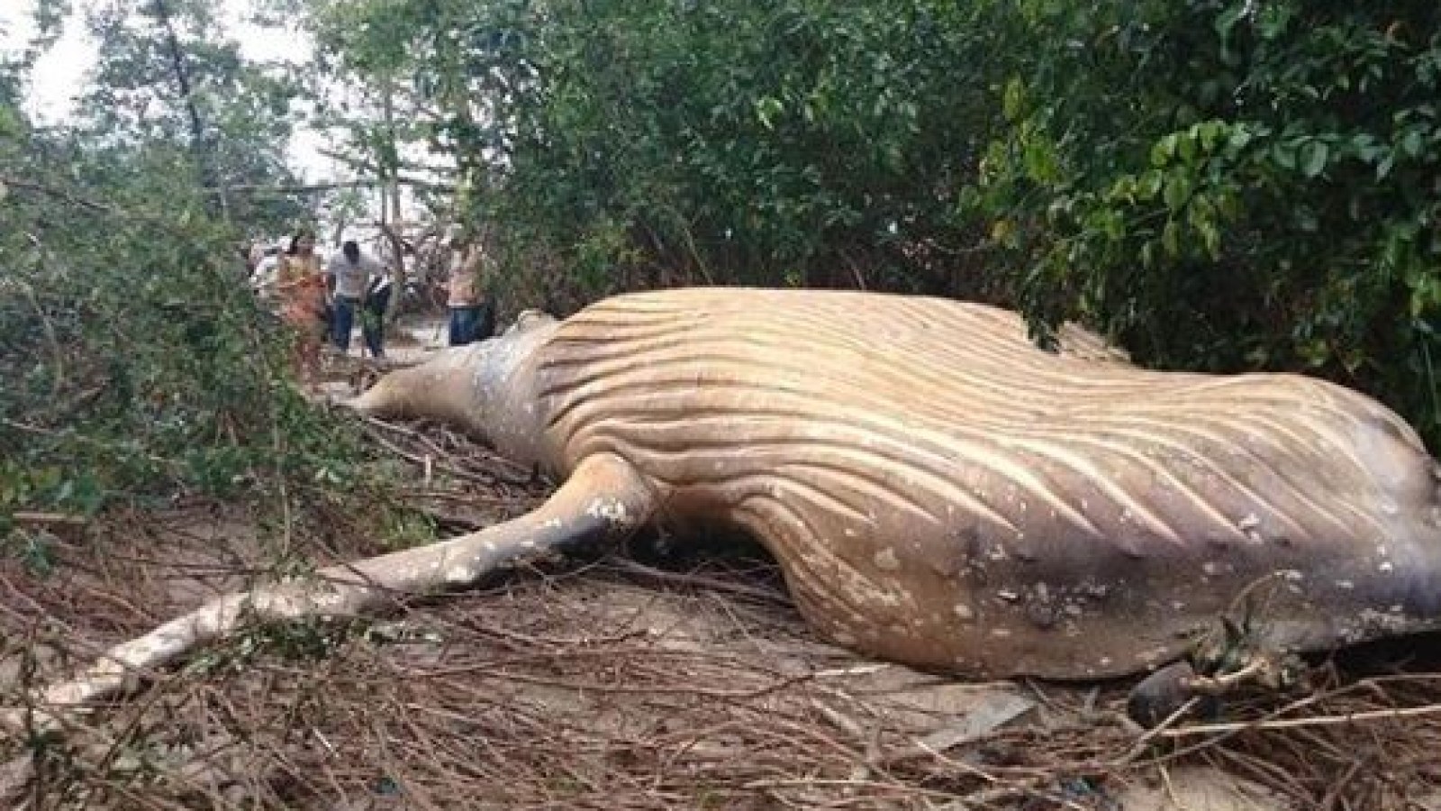 Humpback Whale Discovered in Amazon Jungle in Wildlife Mystery That Has  Scientists Baffled ﻿