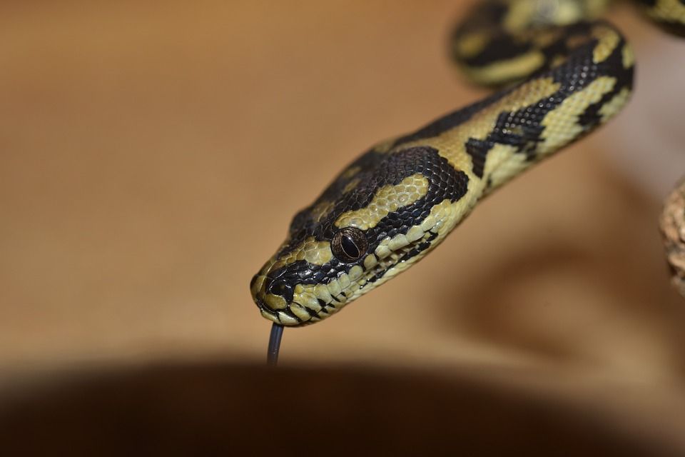 spotted python