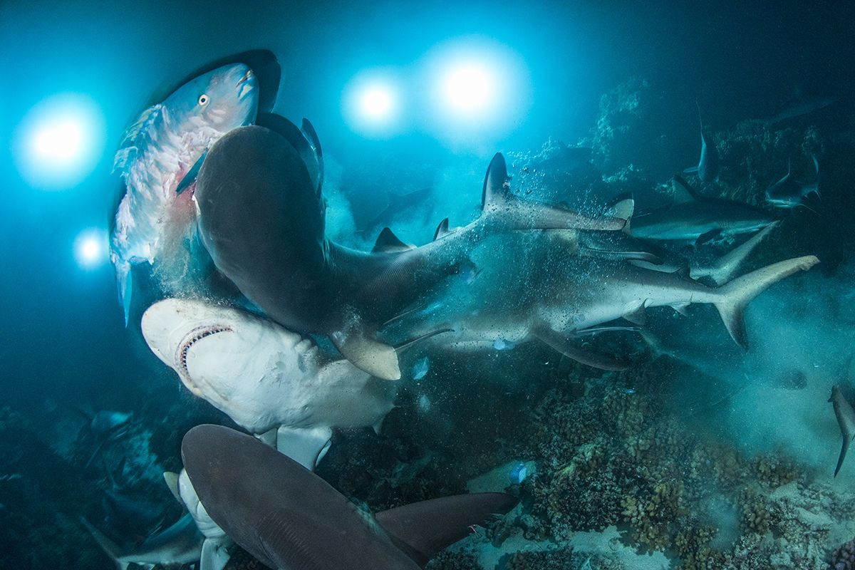 Shark Feeding Frenzy Wins Underwater Photographer Of The Year 2019 Newsweek 4945