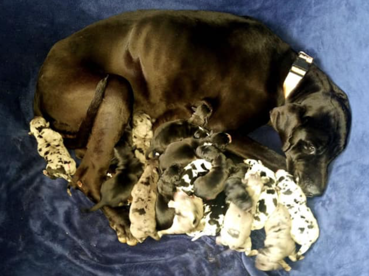 baby great dane for sale