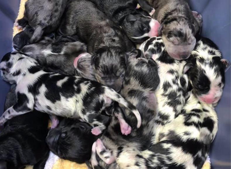 Great Dane Puppies