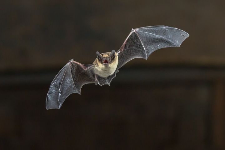 bat