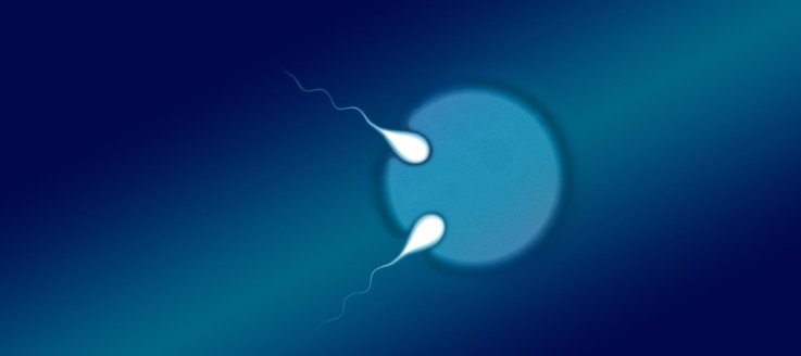 sperm egg semi-identical twins sperm egg semi-identical twins