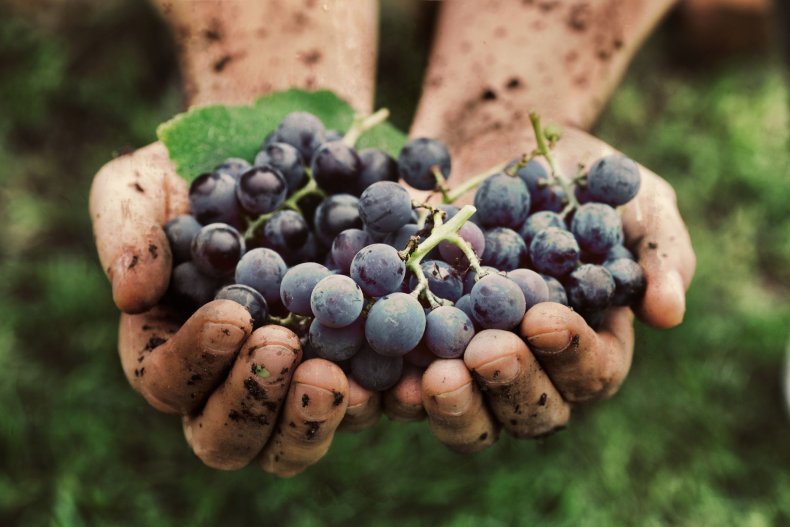 Natural vs Organic Wine 2