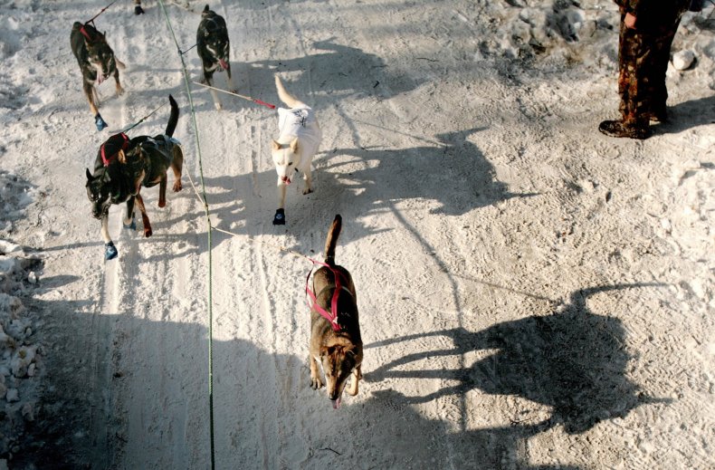 iditarod race alaska nome anchorage mitch seavey