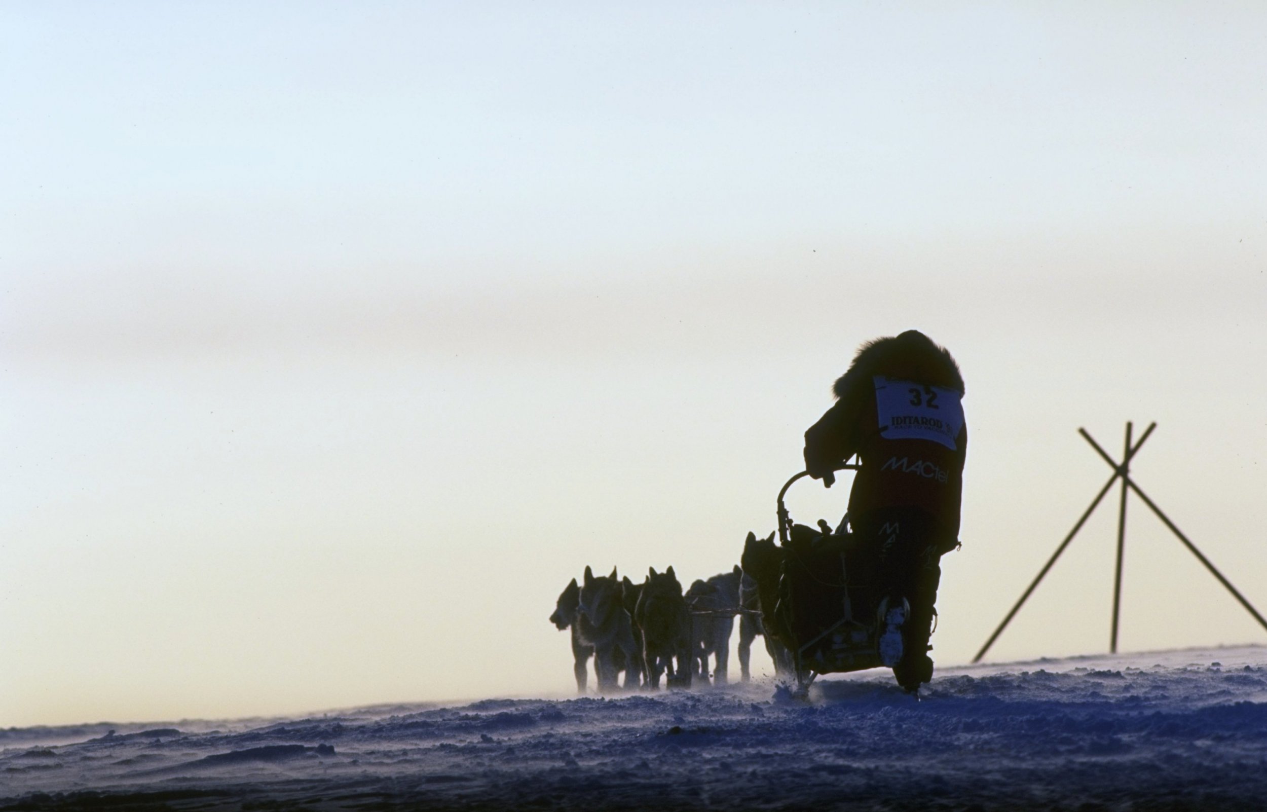 how many dogs needed to finish iditarod