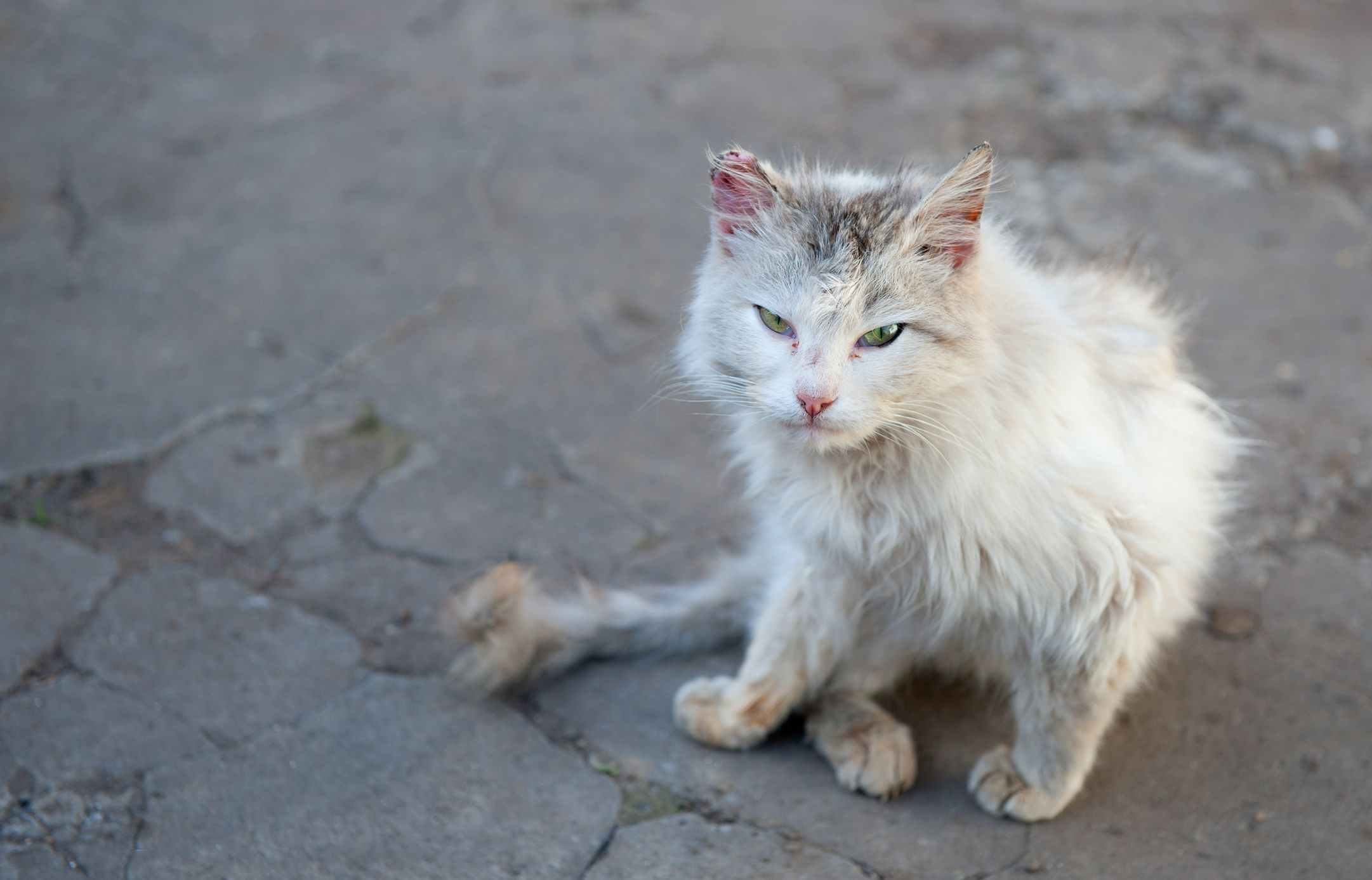 Cat, Rabies