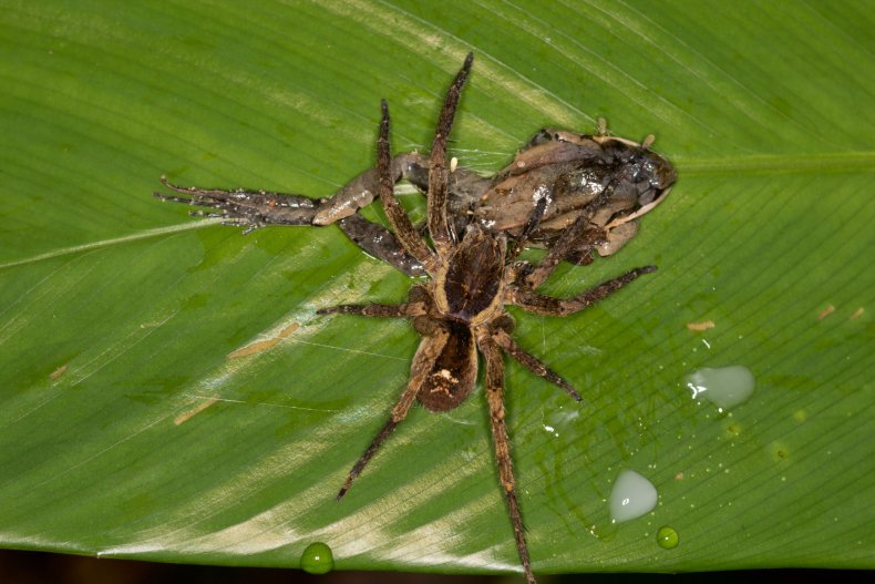 spider frog