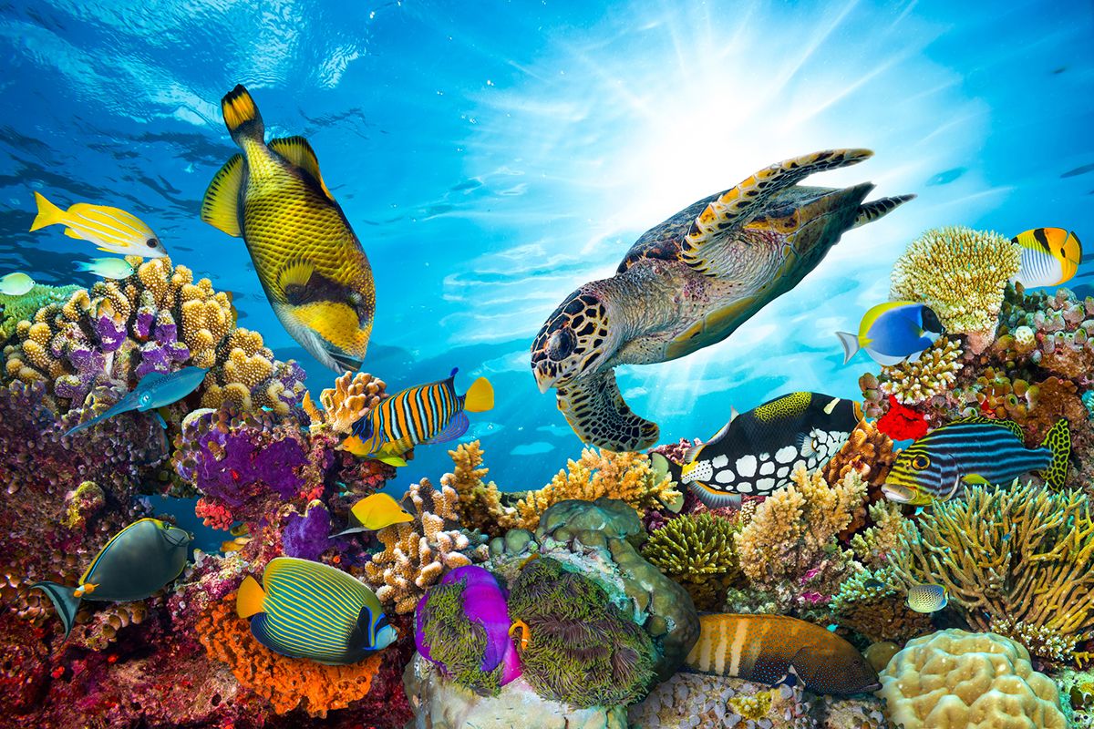 world-wildlife-day-2019-the-15-biggest-threats-to-the-world-s-oceans