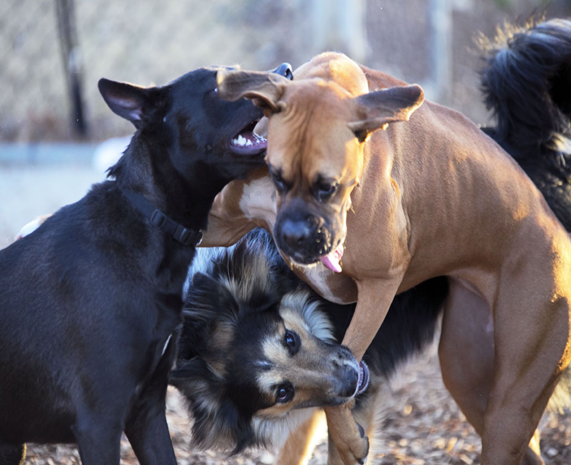 Who Is 'Dog Park Debbie'? White Massachusetts Woman Calls Cops on Black