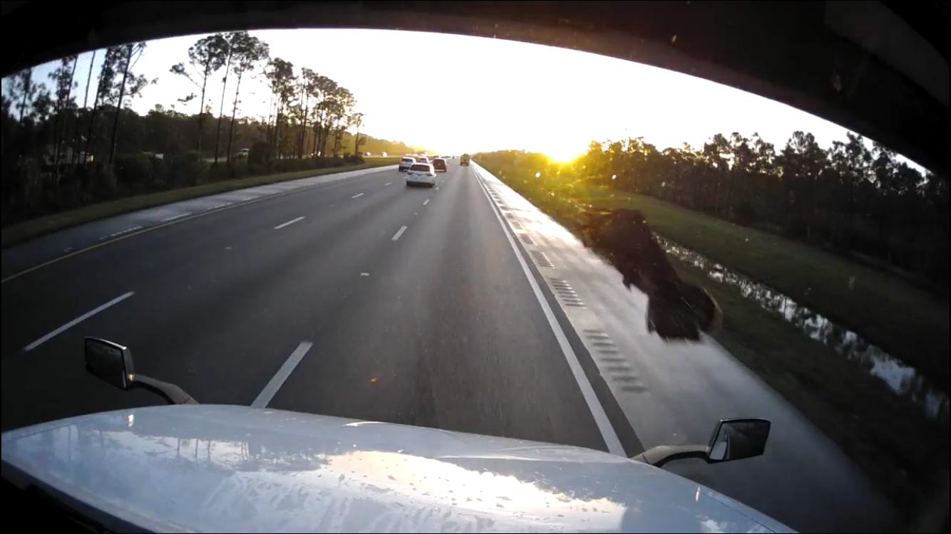 Truck Turkey Smash