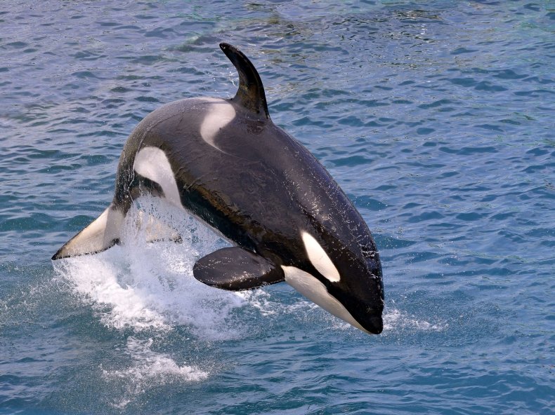 whale stock getty