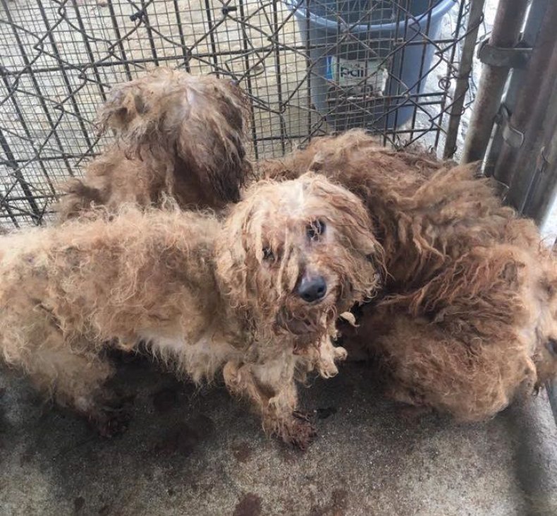 Puppy Mill