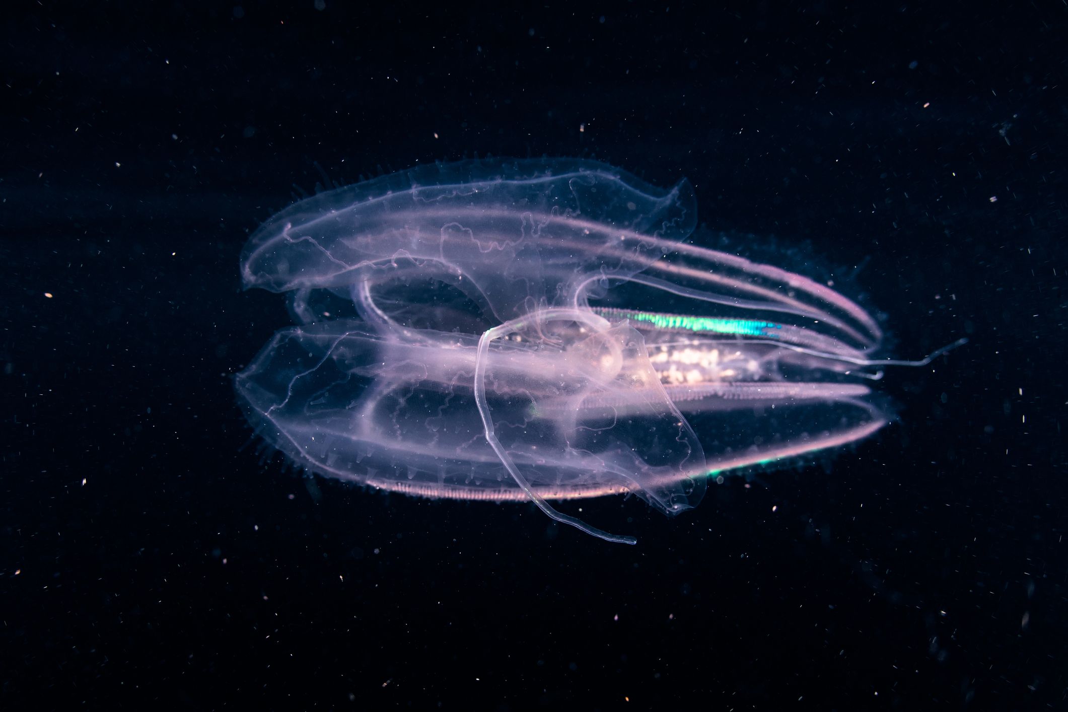 Comb Jelly in Dark Water