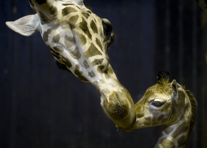 giraffe kisses