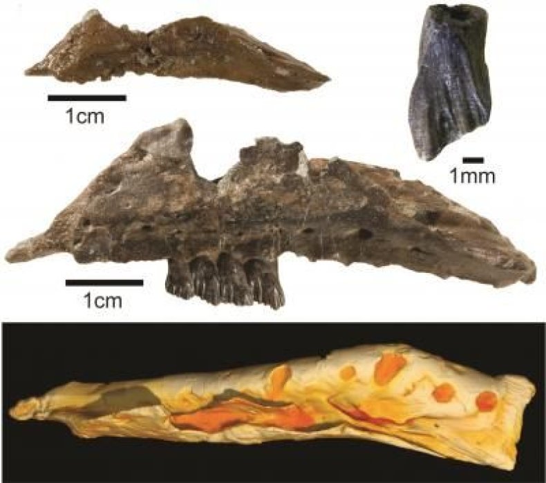 Galleonosaurus