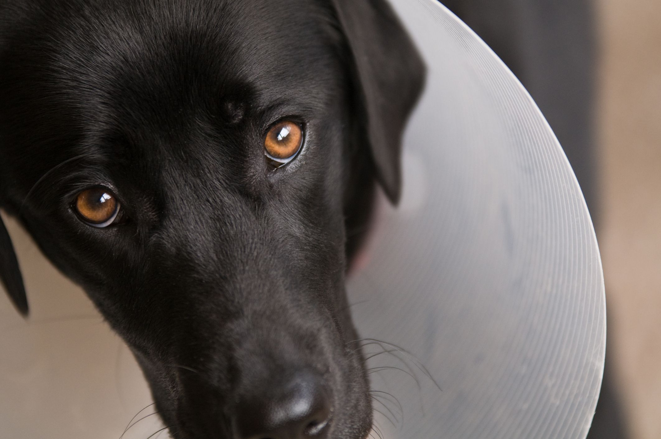 Texas man says sorry to 3 kids then shoots dog in face