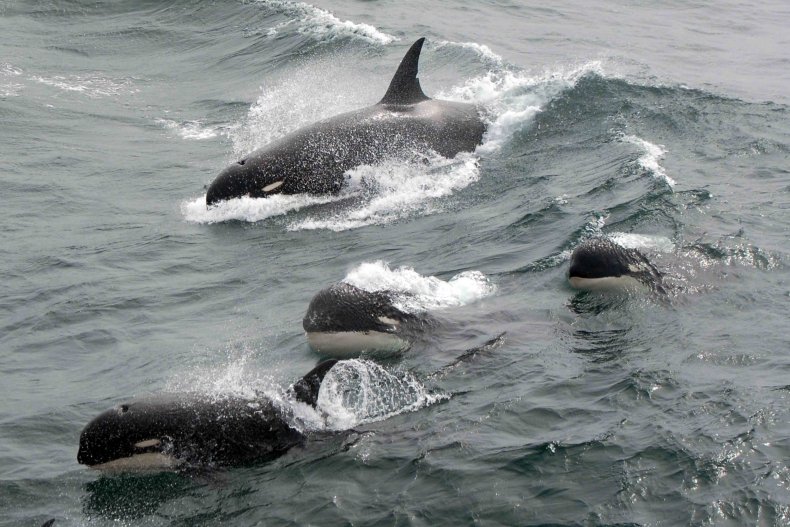 type d killer whale