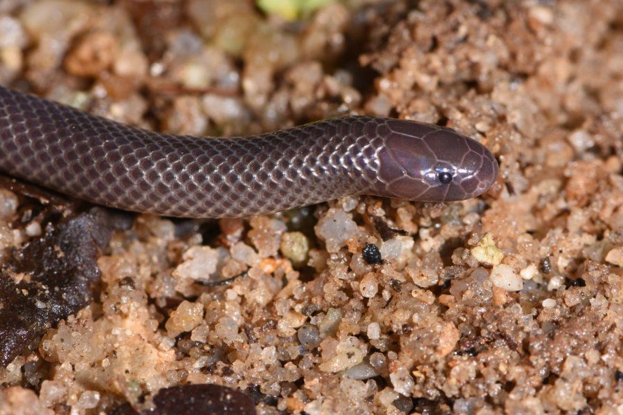 Atractaspis branchi, Branch's Stiletto Snake