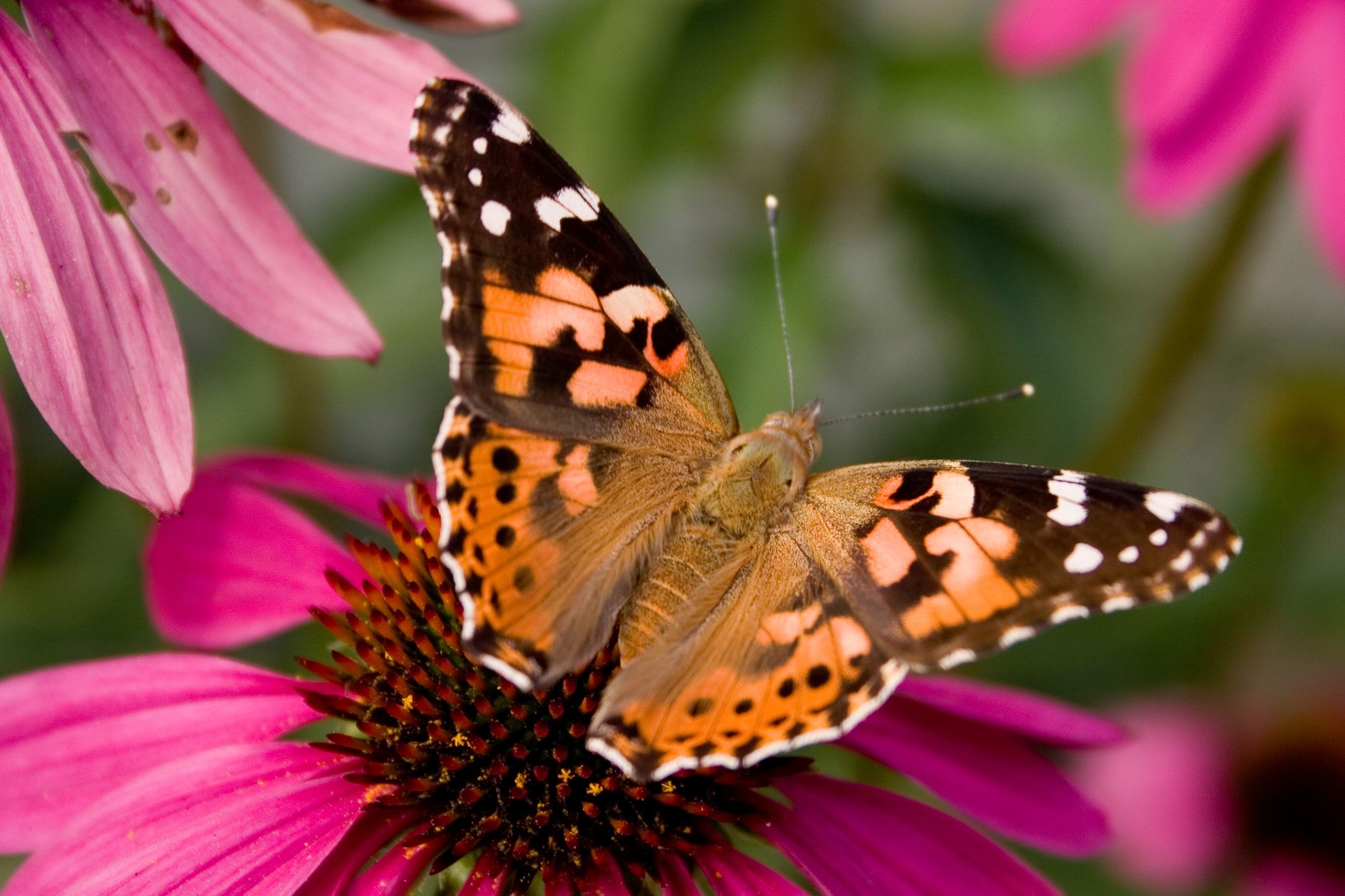 Is A Painted Lady Butterfly The Same As A Monarch Butterfly At Benjamin Is A Painted Lady Butterfly The Same As A Monarch Butterfly At Benjamin