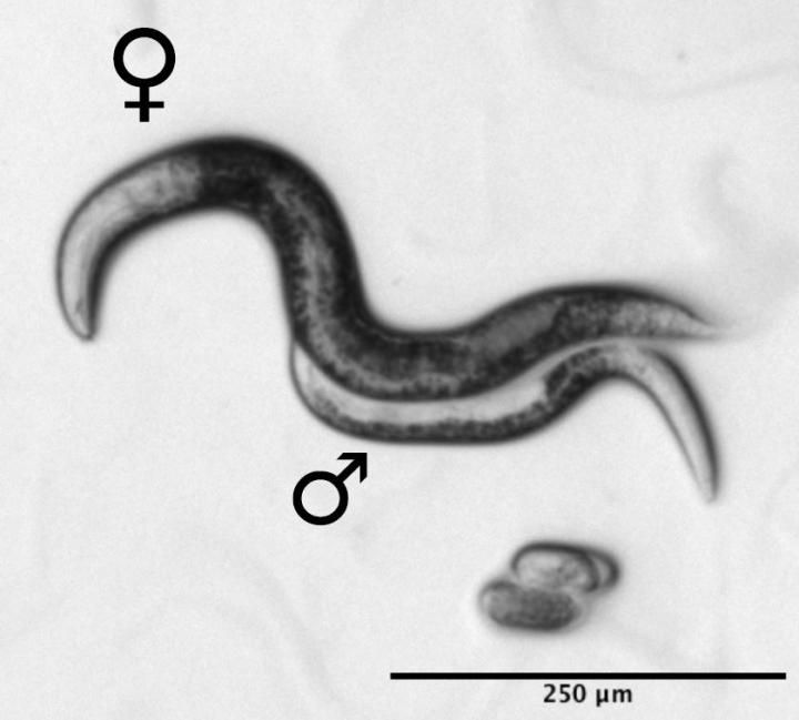 This Species Of Worm Only Produces Males For Their Sperm