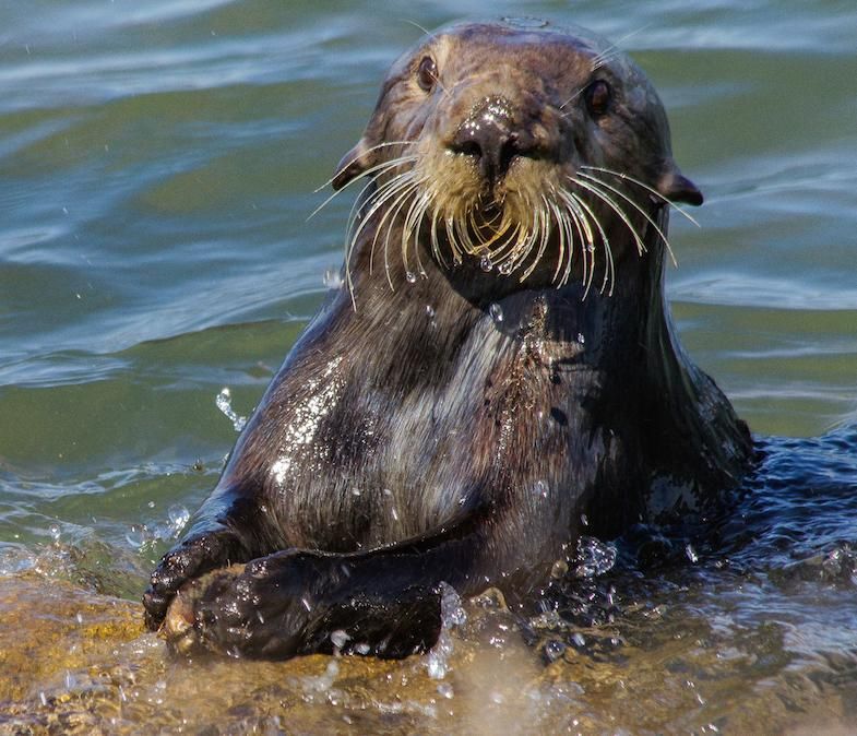 Sea Otter, Rocks